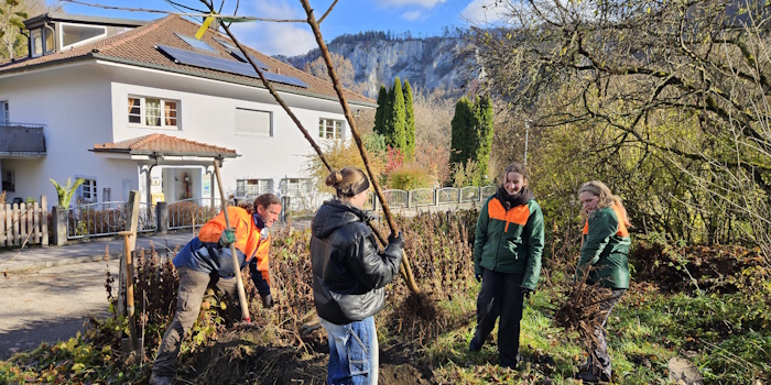 3 FÖJ und ein Mitarbeiter des Naturschutzzentrums beim Einschlagen von Obstbäumen